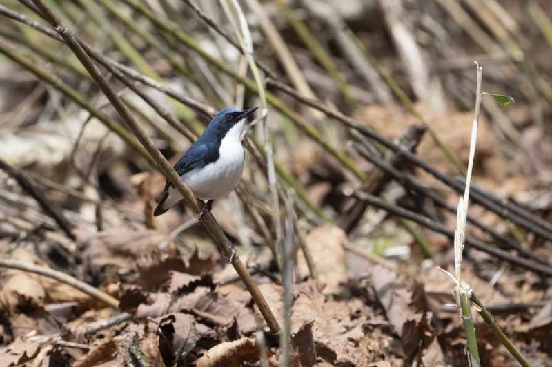 DSC_3541-az.jpg